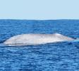Blue whale - still endangered